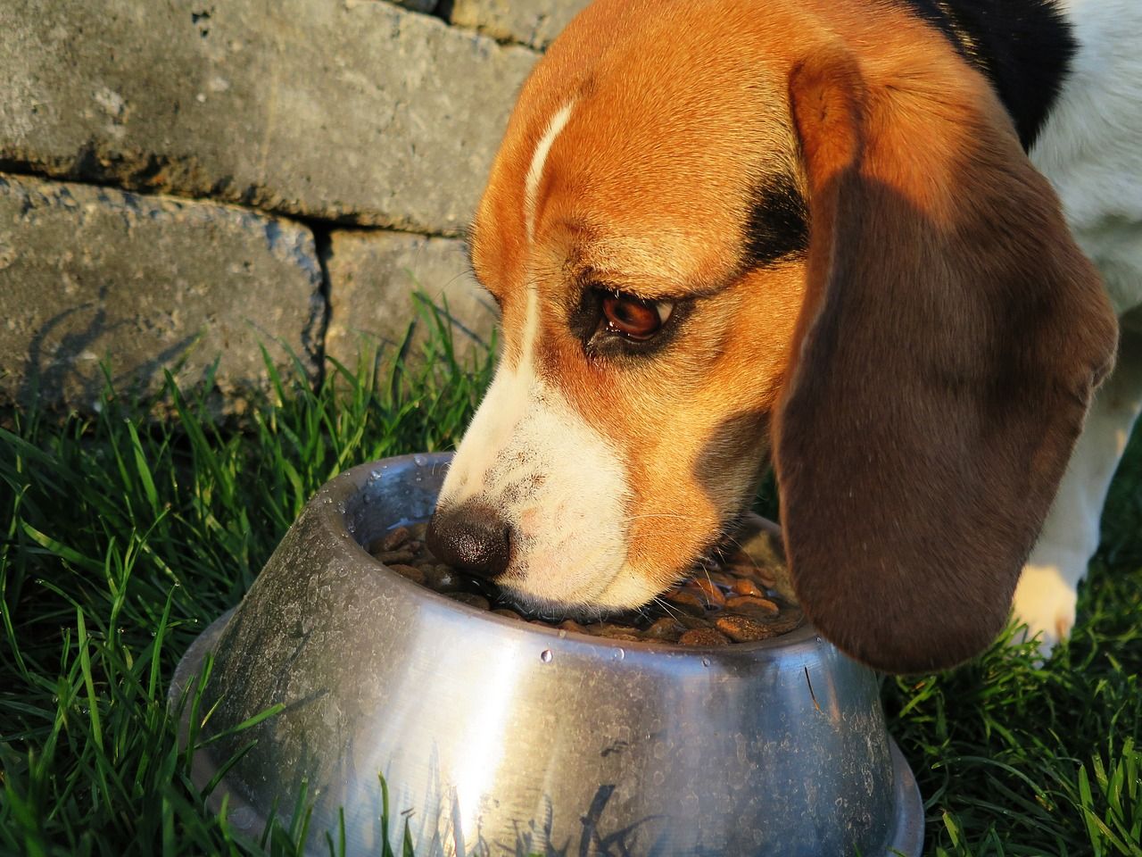Jak oduczyć psa łapczywego jedzenia?