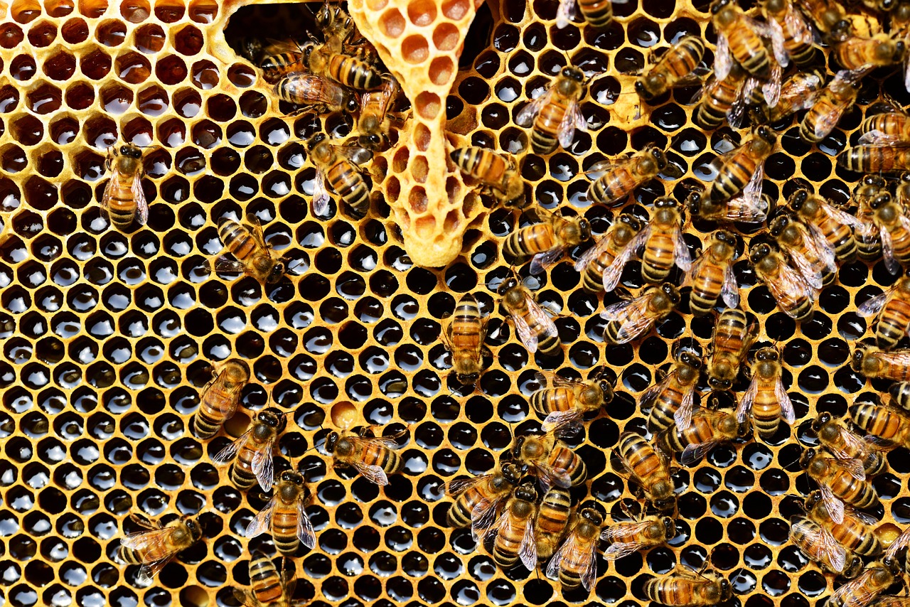 Na jakie dolegliwości może pomóc mleczko pszczele?